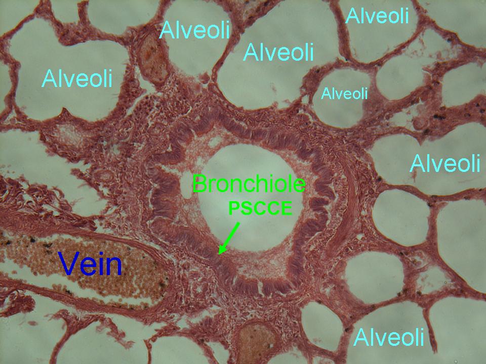 Respiratory Histology Respiratory Histology